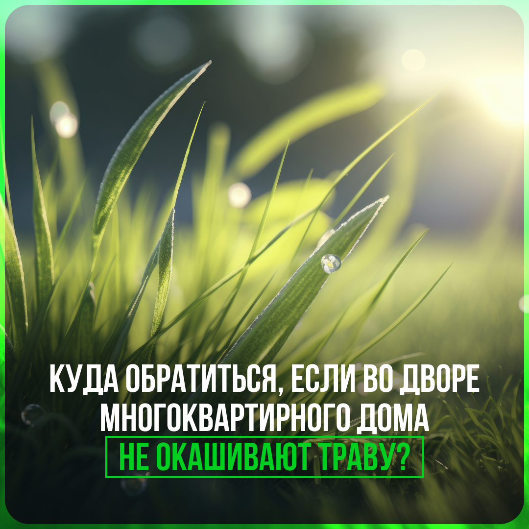 Новгородцам рассказали, куда обращаться, если траву не окашивают у многоквартирного дома.