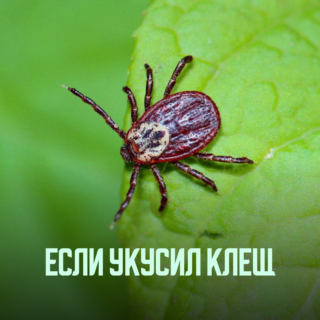 Что делать, если укусил клещ?.