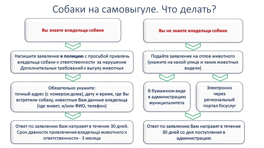 Собаки на самовыгуле.