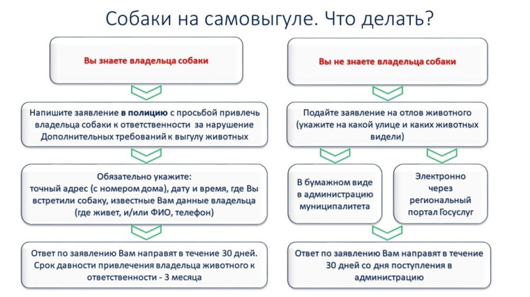 Собаки на самовыгуле. Собаки на самовыгуле.